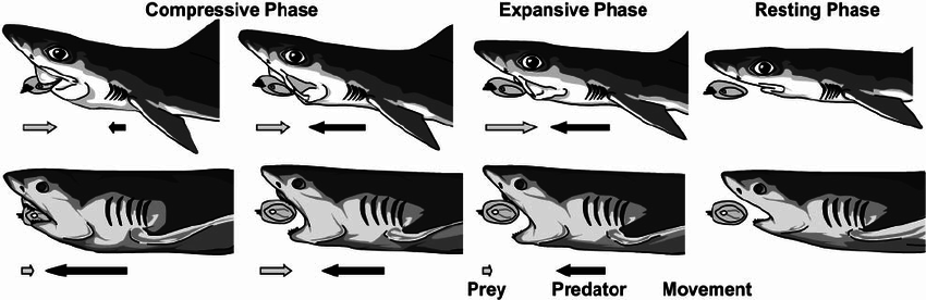 Name:  Shark_Feeding.png
Views: 2470
Size:  77.1 KB