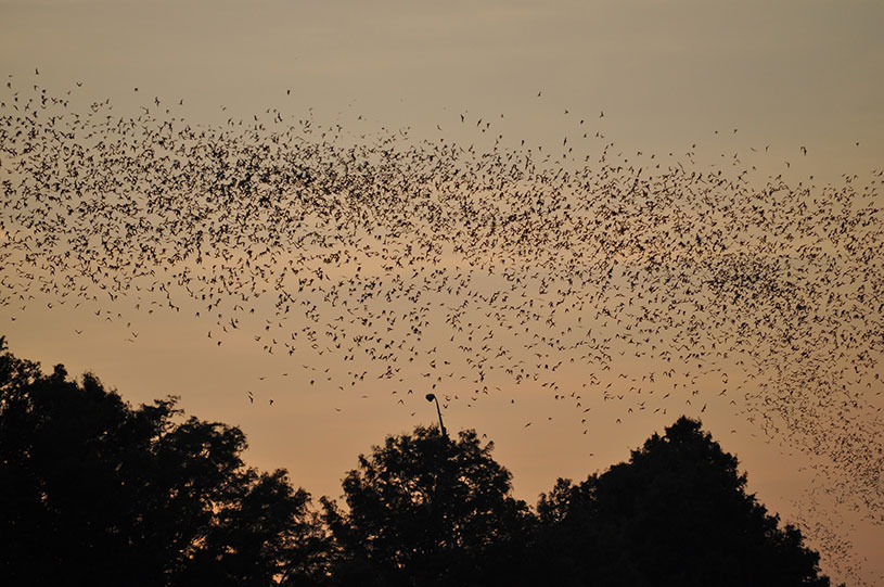 Name:  bats-in-trees-at-sunset.jpg
Views: 2539
Size:  126.8 KB