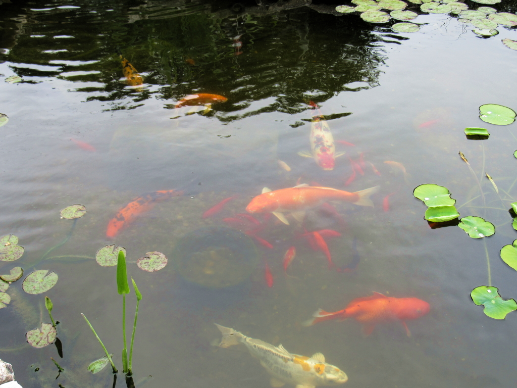 Name:  pond-fish.jpg
Views: 20483
Size:  648.7 KB
