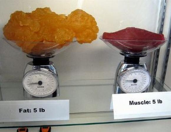 Name:  Fat and muscle..jpg
Views: 3363
Size:  27.6 KB