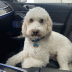 bradythedog12's Avatar